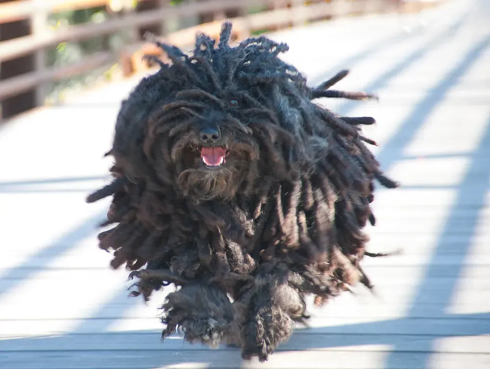 Puli: foto 2