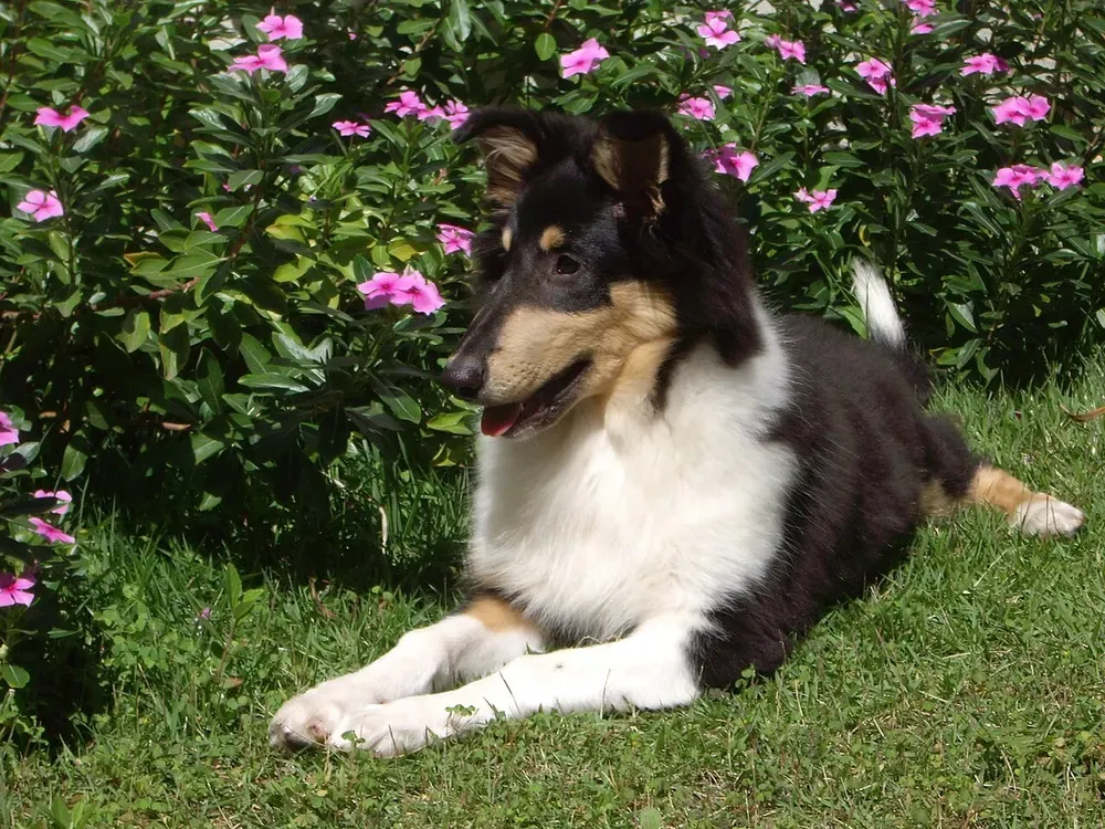 Collie de pelo largo: foto 2