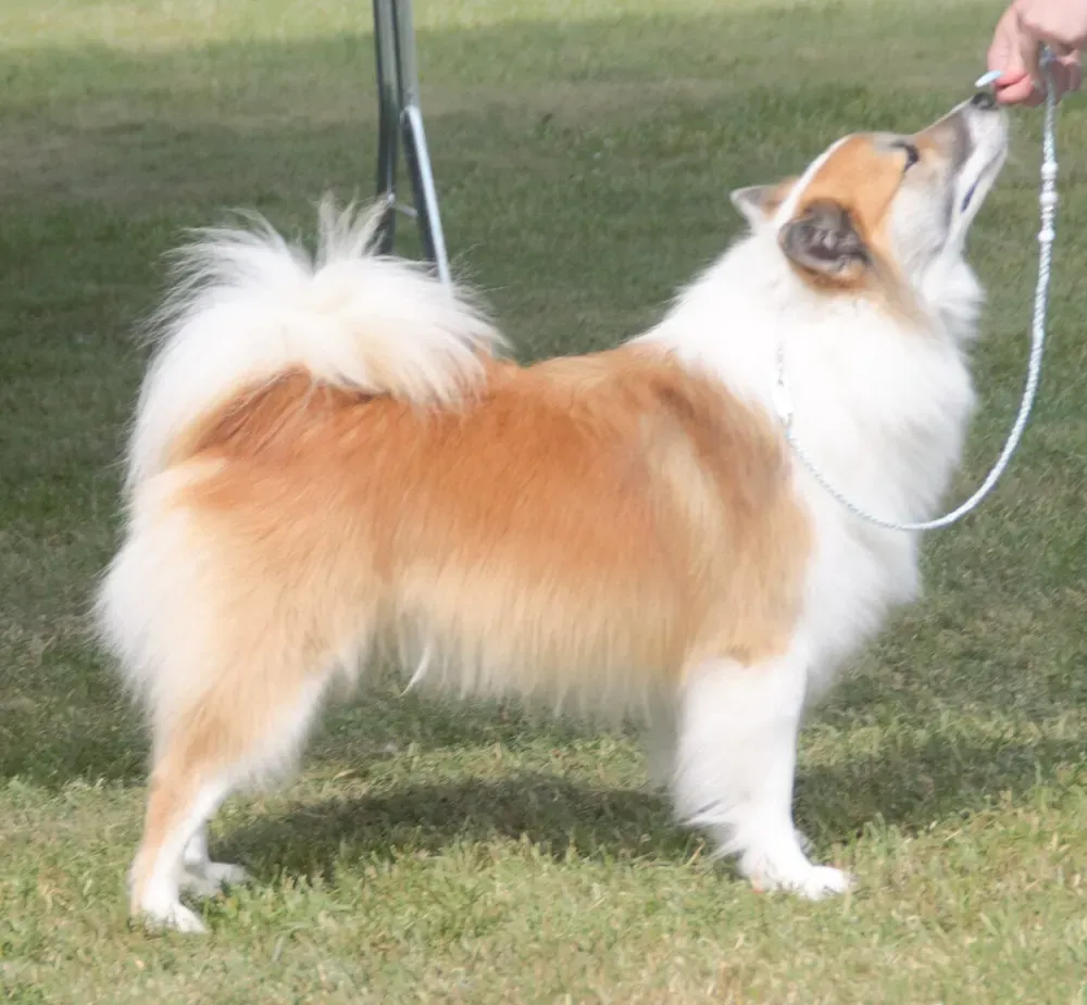 Perro pastor islandés: foto 2