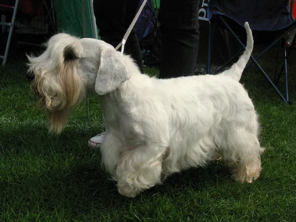 Sealyham terrier: foto 2