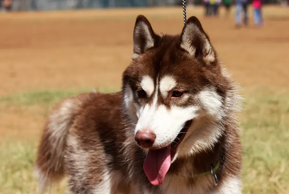 Husky siberiano: foto 2