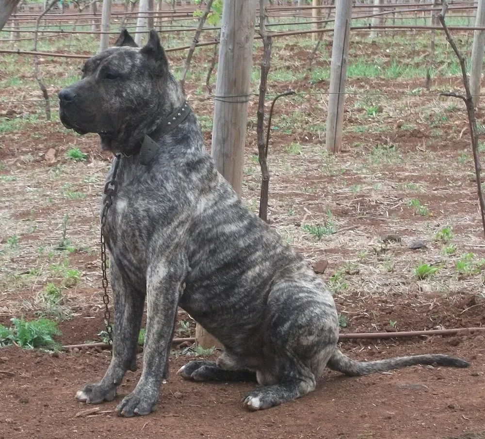 Presa canario: foto 2