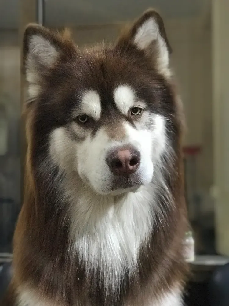 Alaskan malamute: foto 2