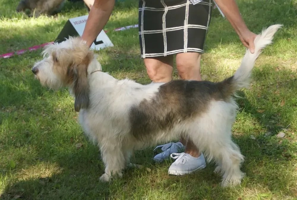 Gran basset grifón vendeano: foto 2