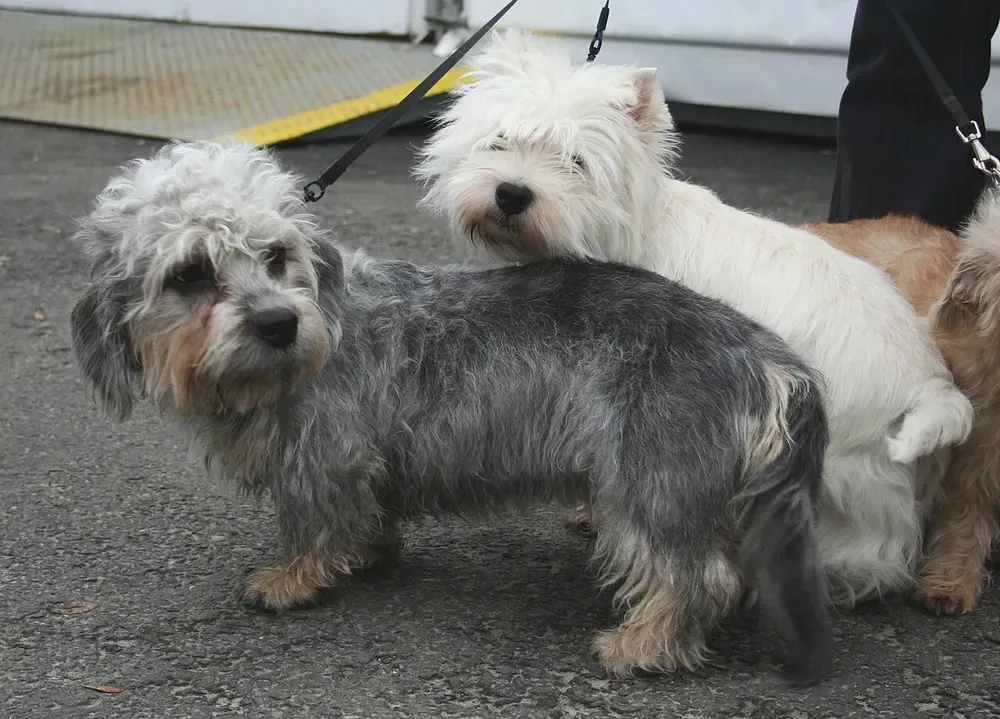 Dandie Dinmont terrier: foto 2