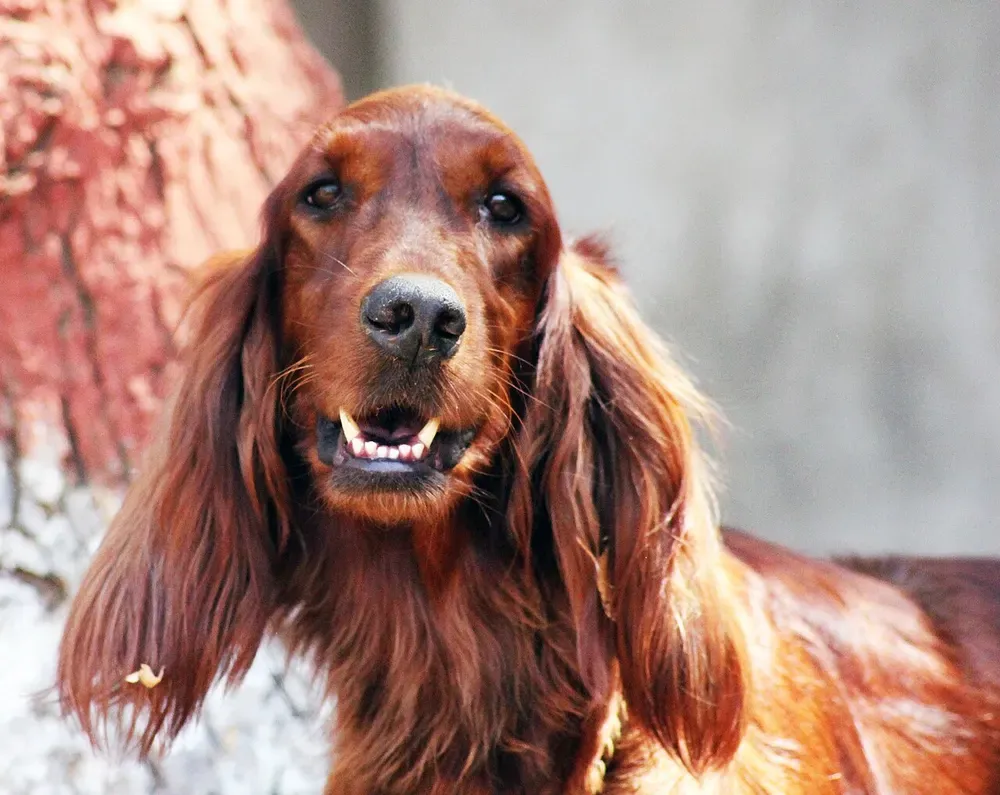 Setter irlandés: foto 2