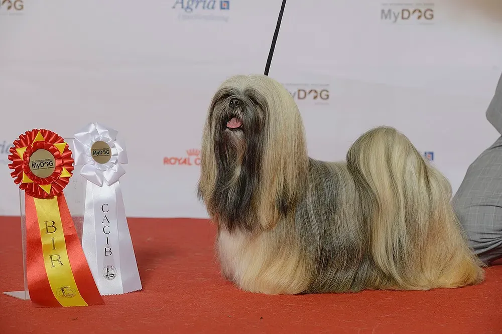 Lhasa apso: foto 2