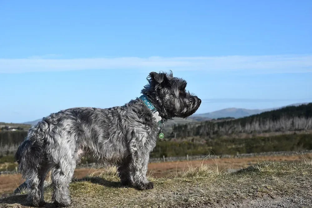 Terrier irlandés Glen of Imaal: foto 2