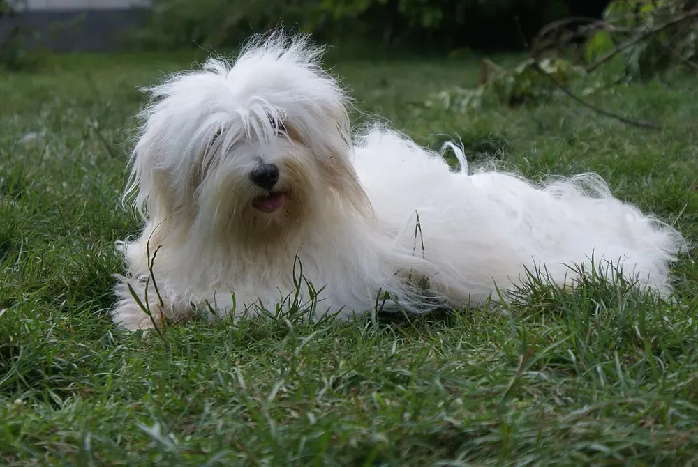 Coton de Tulear: foto 2