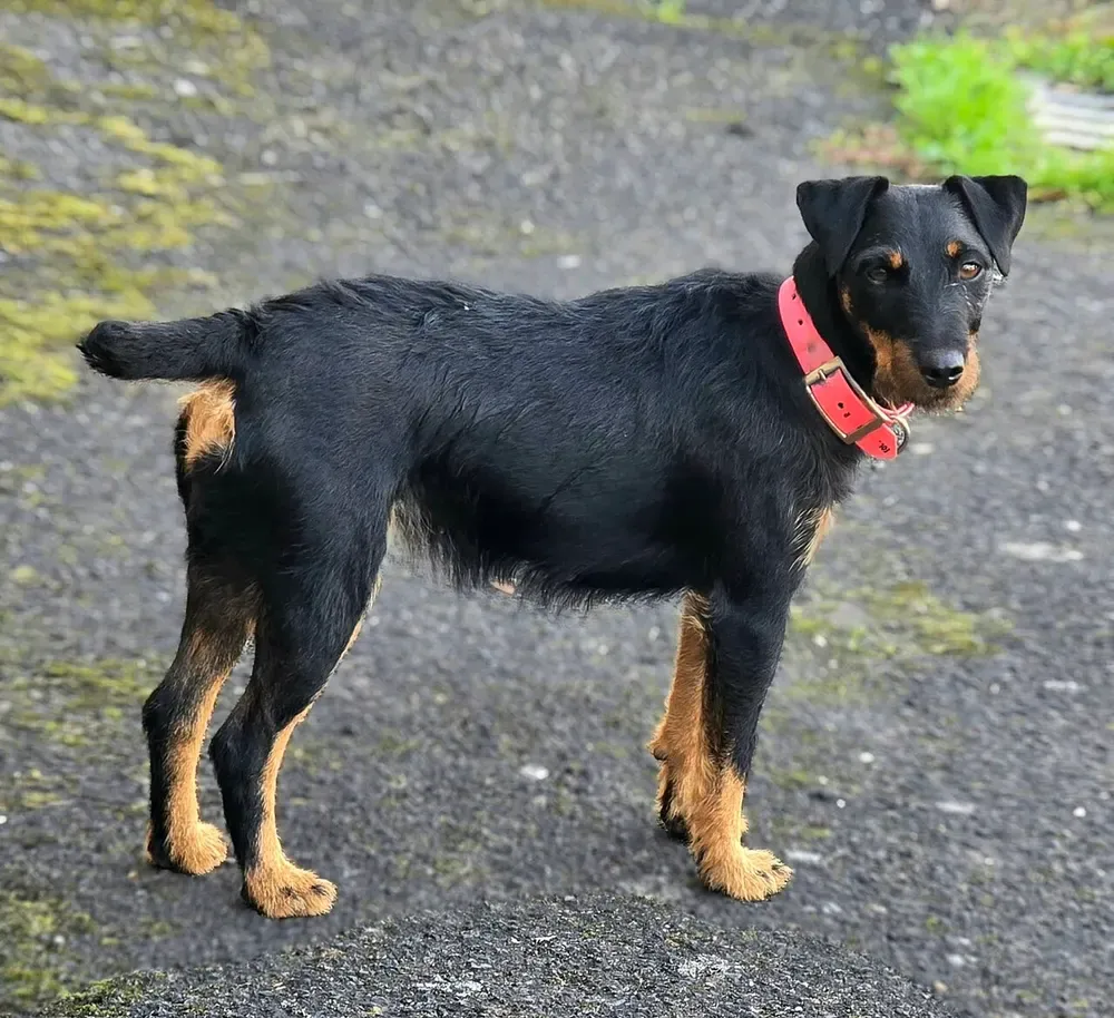 Terrier alemán de caza: foto 2
