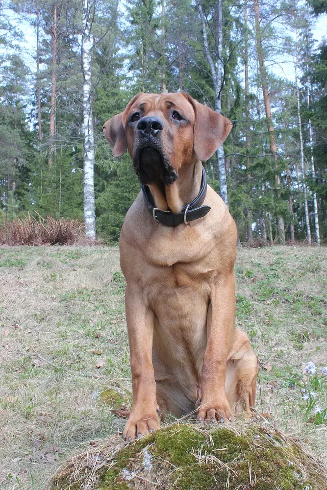 Tosa inu: foto 2