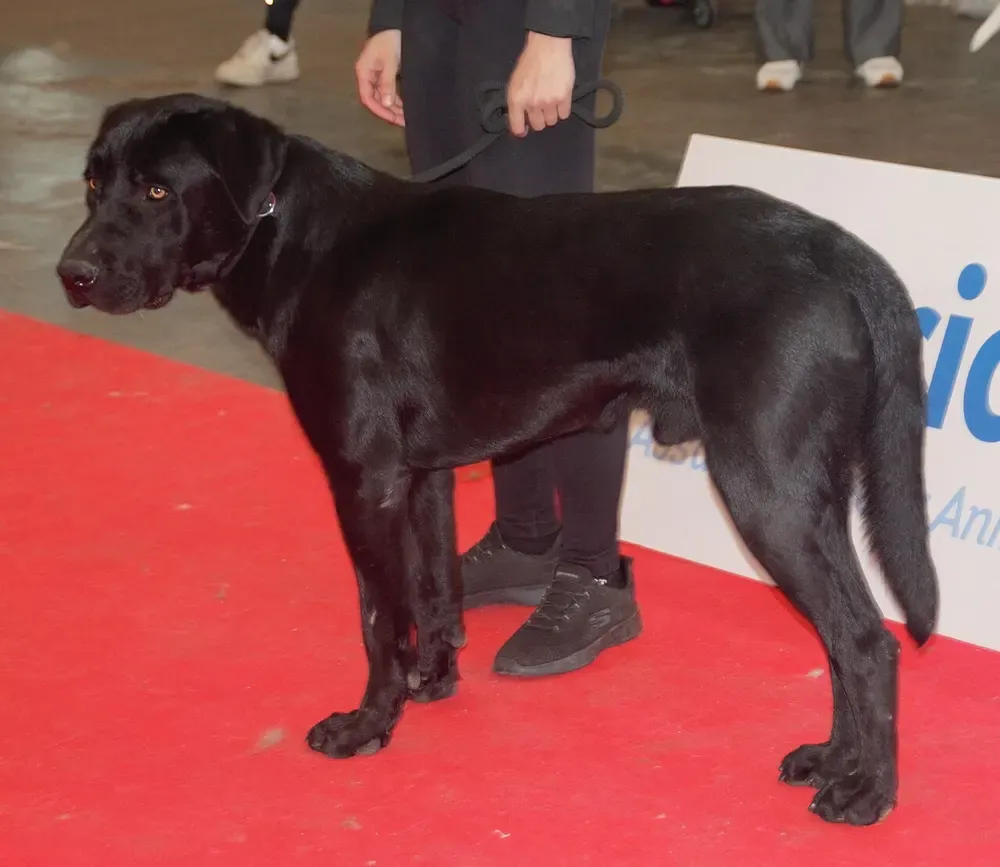 Ca de bestiar (perro de pastor mallorquín): foto 2