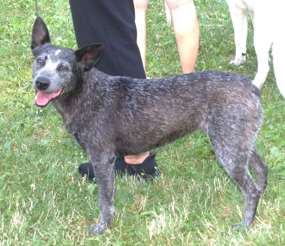 Boyero australiano de cola corta: foto 2