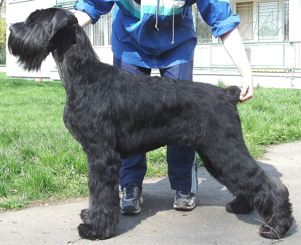 Schnauzer gigante: foto 2