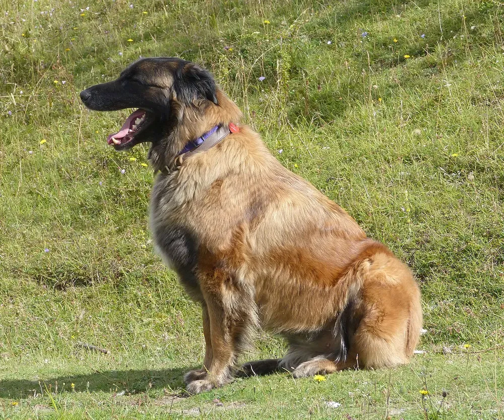 Perro de la Sierra de la Estrela: foto 2