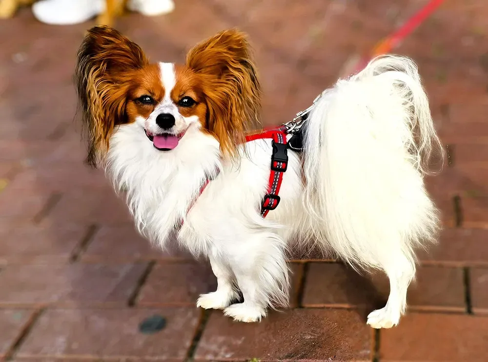 Spaniel enano continental (Papillón / Phalène): foto 2