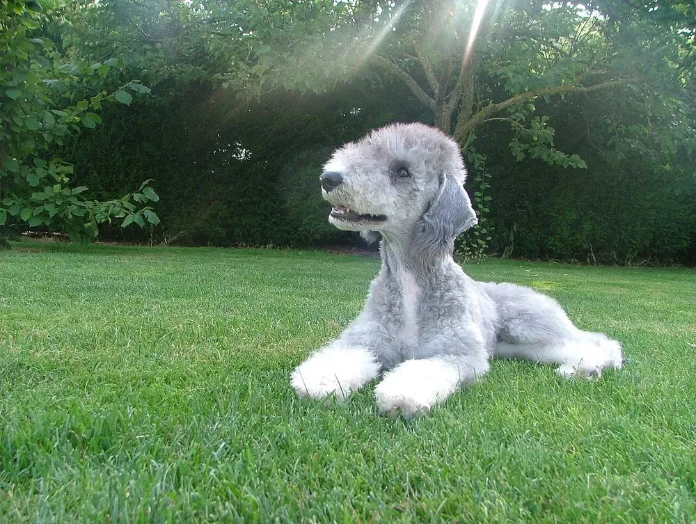 Bedlington terrier: foto 2