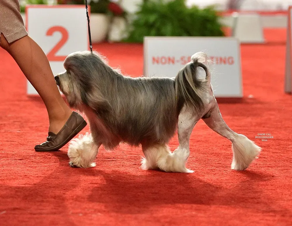 Pequeño perro león: foto 2