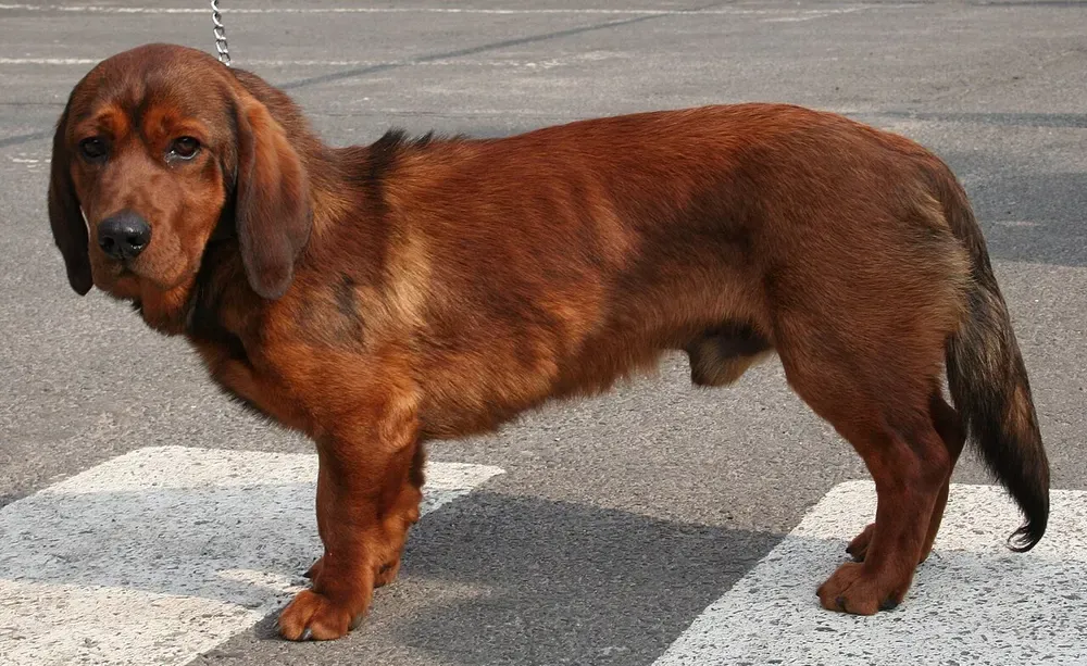 Basset de los Alpes: foto 2