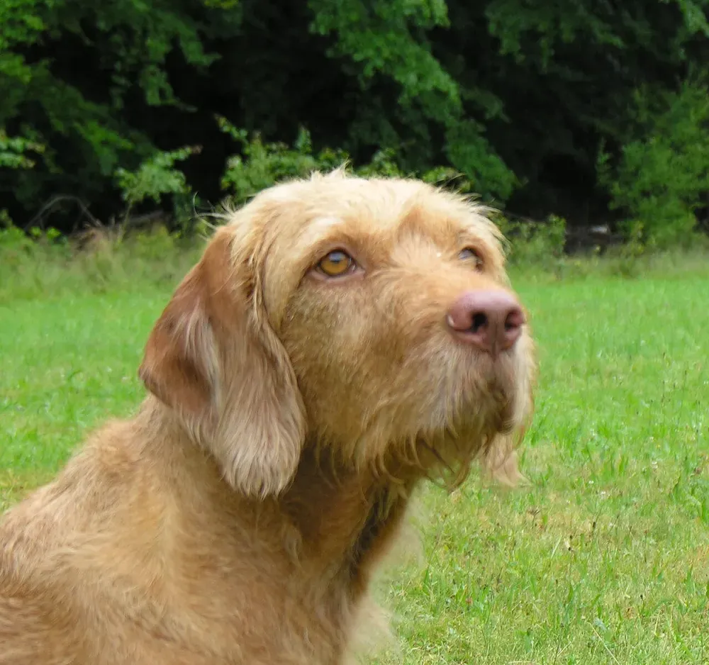 Braco húngaro de pelo duro: foto 2