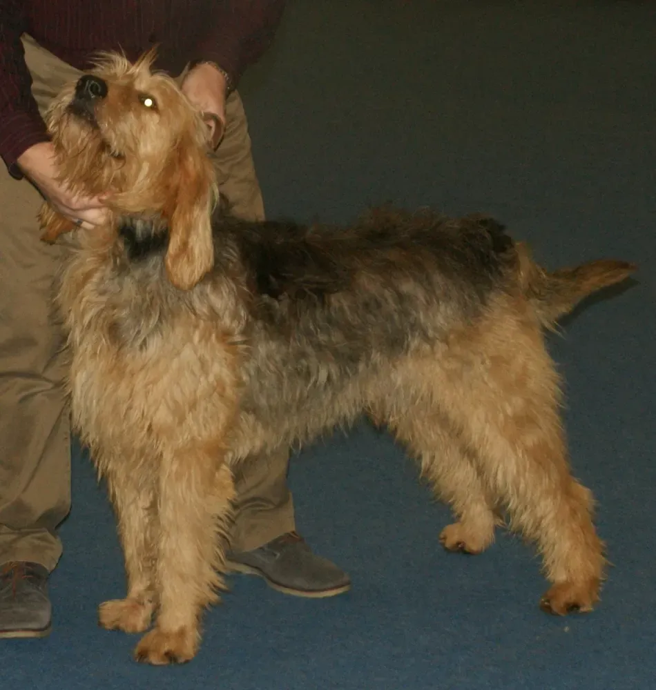 Otterhound: foto 2