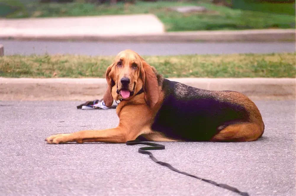 Bloodhound (perro de San Huberto): foto 2