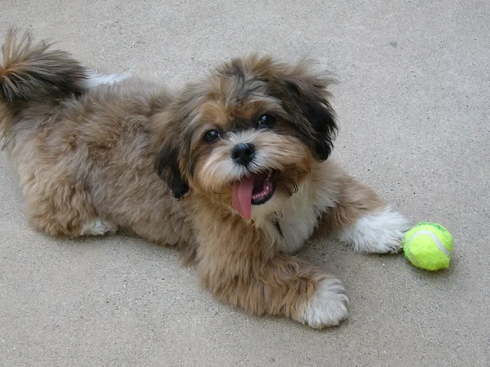 Shih-Poo: foto 2