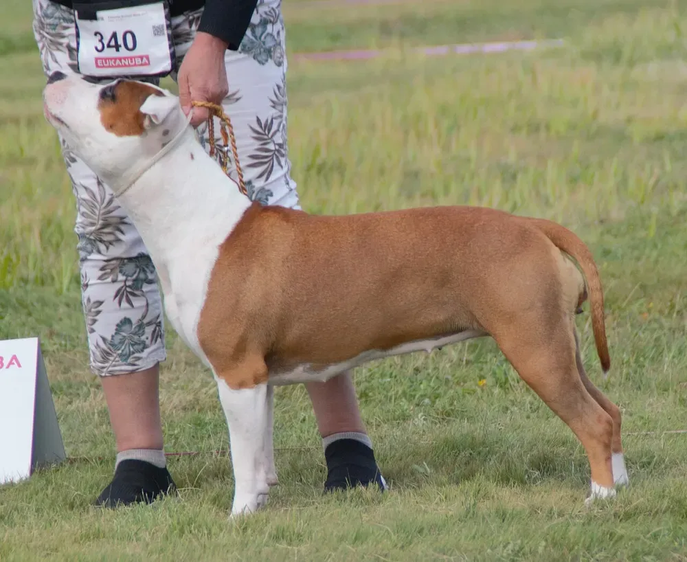 American Staffordshire terrier: foto 2