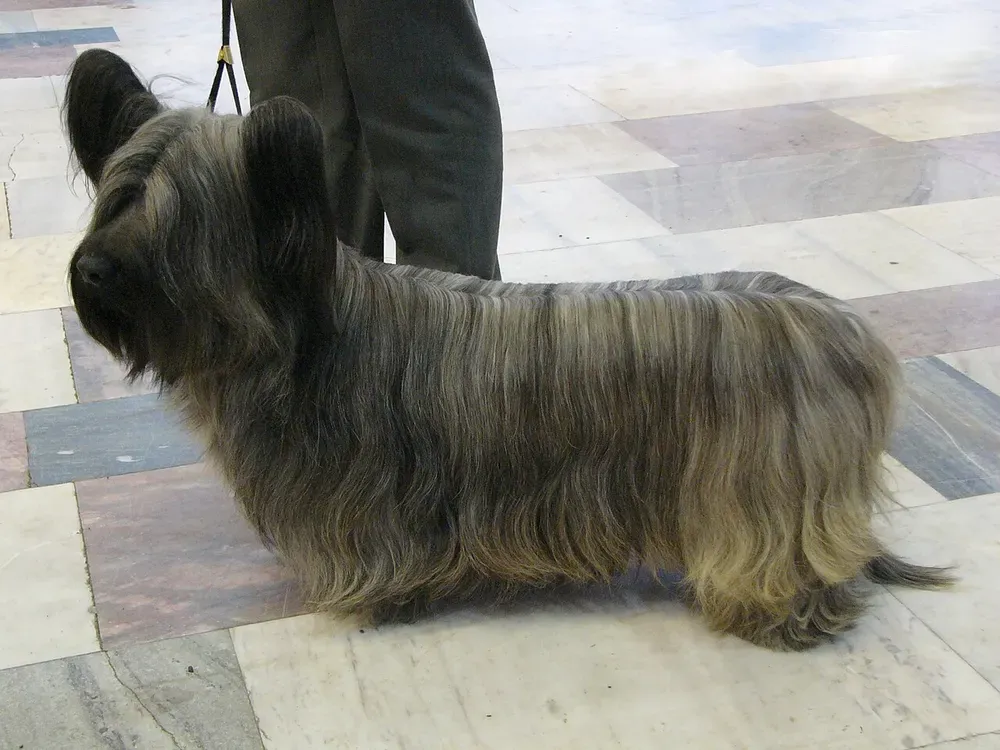 Skye terrier: foto 2