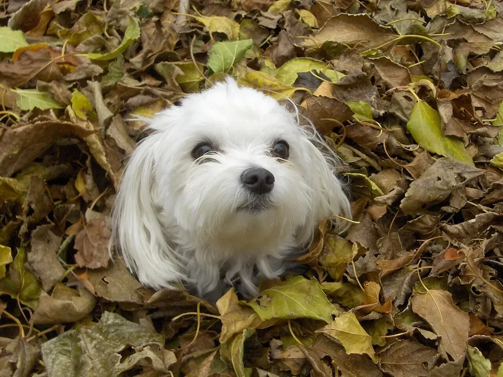 Bichón maltés: foto 2