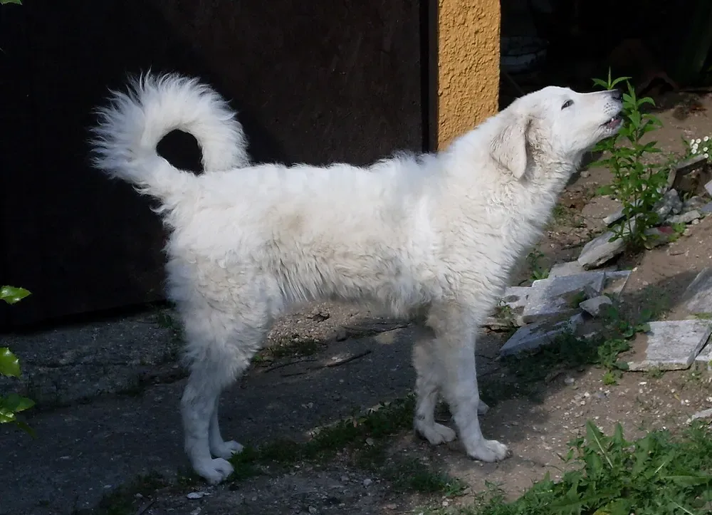 Kuvasz: foto 2