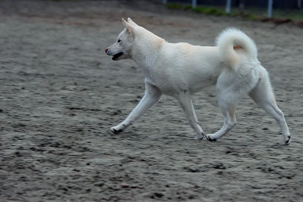 Kishu ken: foto 2
