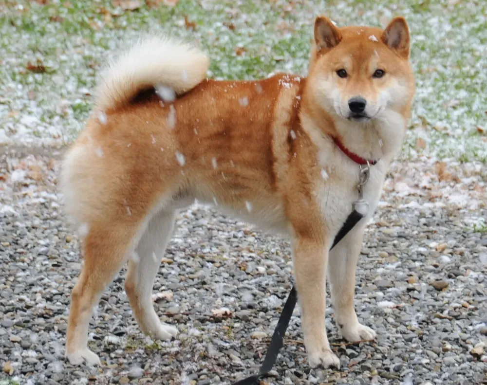 Shiba inu: foto 2