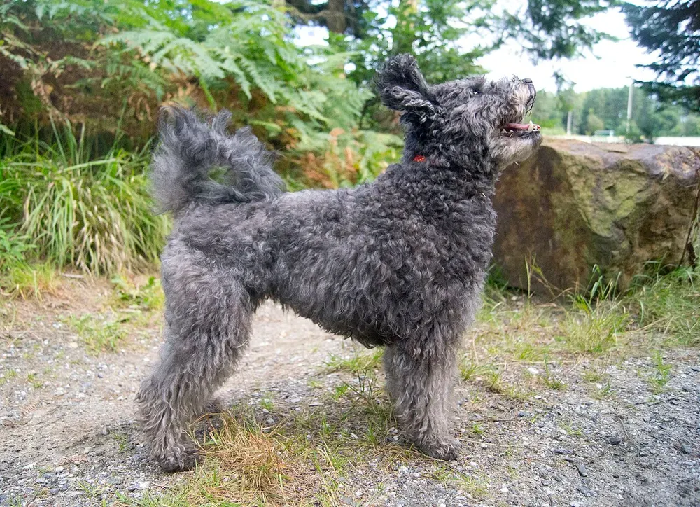 Pumi: foto 2