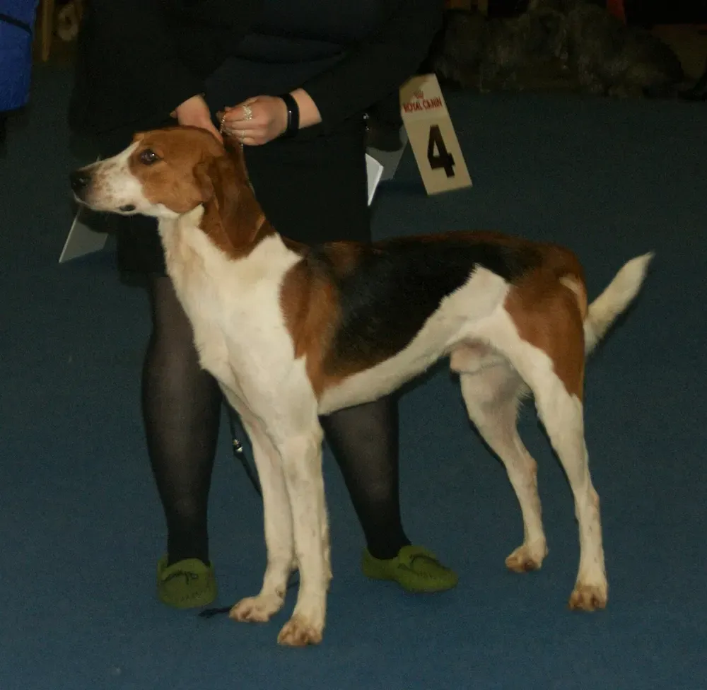 Foxhound americano: foto 2