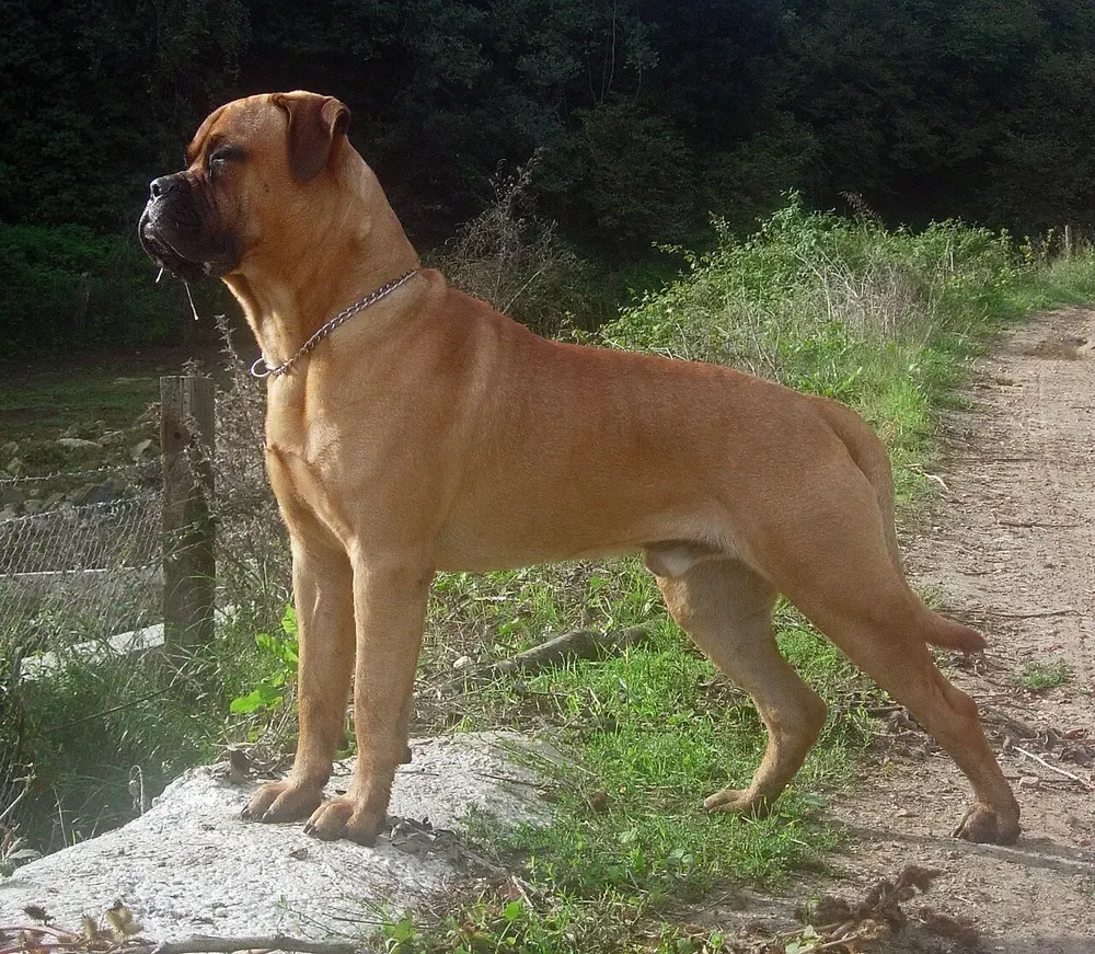 Bullmastiff: foto 2