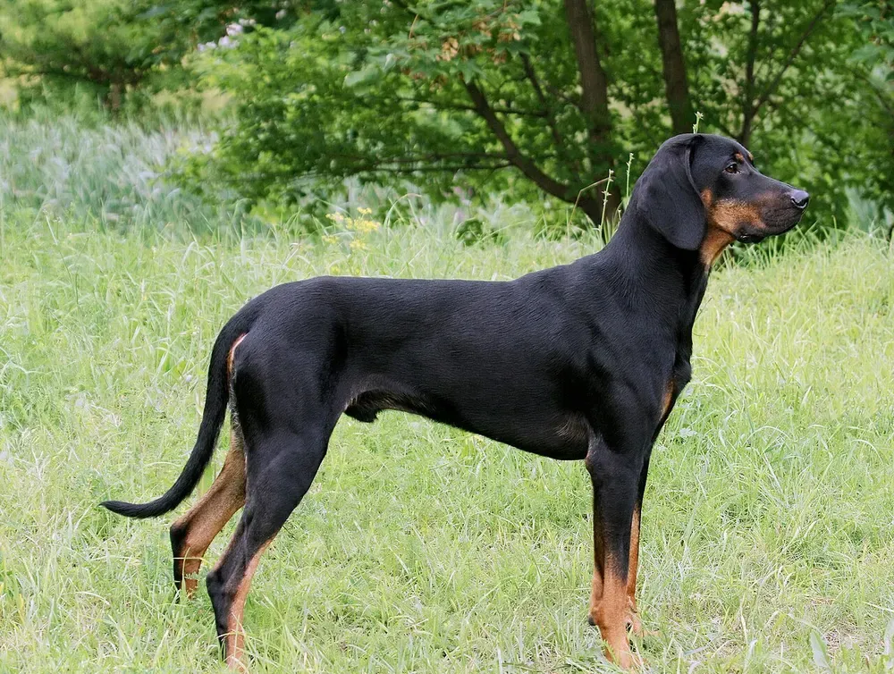 Sabueso polaco (Gończy): foto 2