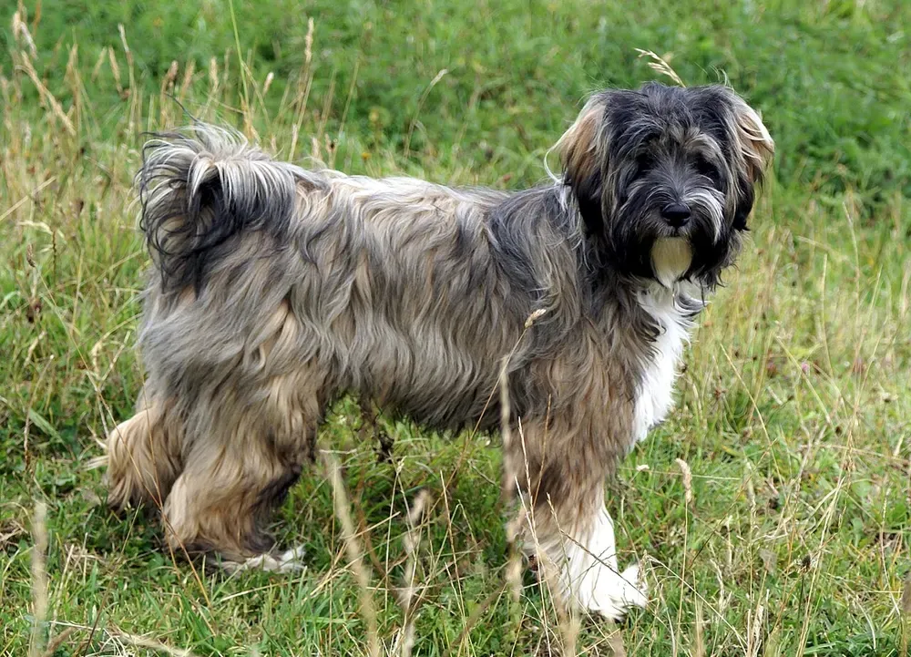 Terrier tibetano: foto 2