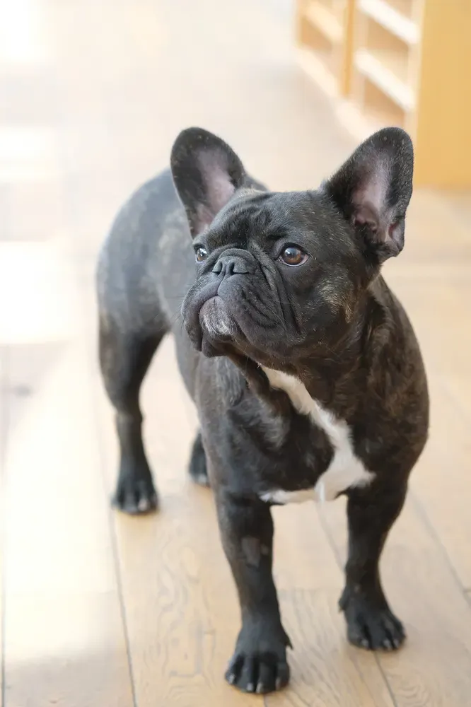 Bulldog francés: foto 2