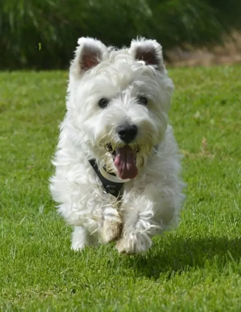 West Highland white terrier (Westie): foto 2