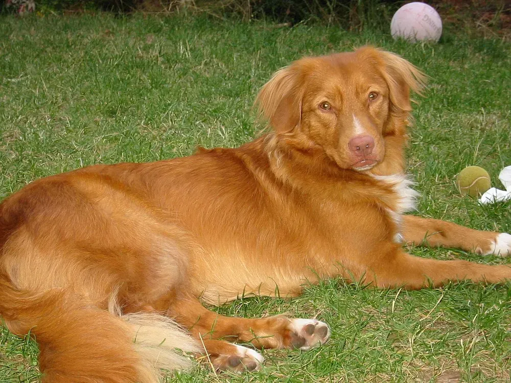 Retriever de Nueva Escocia: foto 2