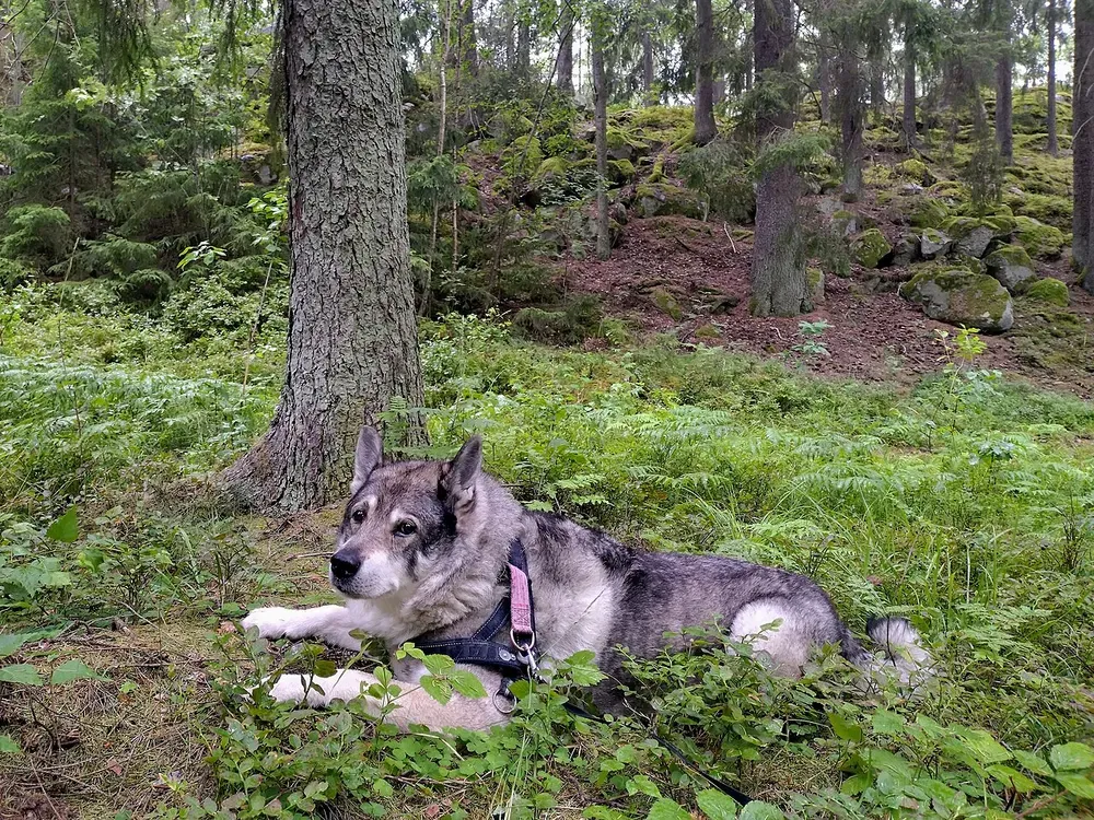 Jämthund (cazador de alces sueco): foto 2