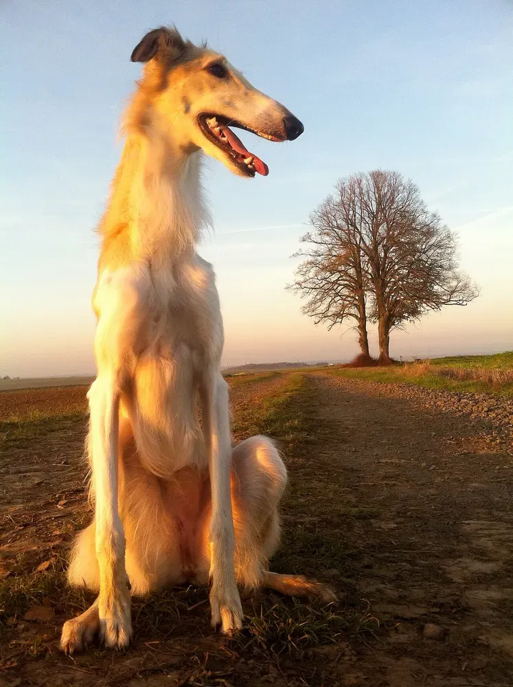 Borzoi (lebrel ruso): foto 2
