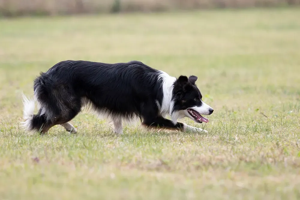 Border collie: foto 2