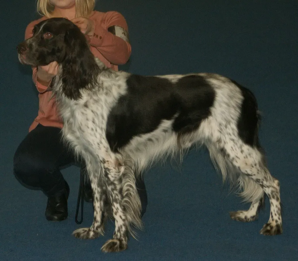 Spaniel francés: foto 2