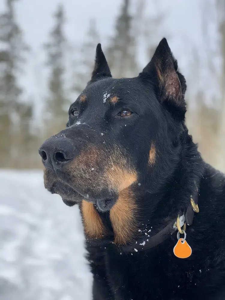 Pastor de Beauce (Beauceron): foto 2