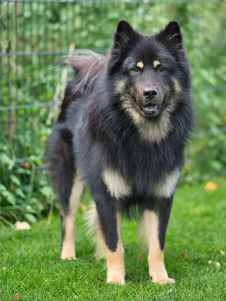 Eurasier: foto 2