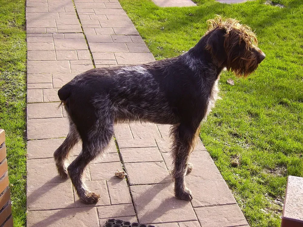 Braco alemán de pelo duro: foto 2