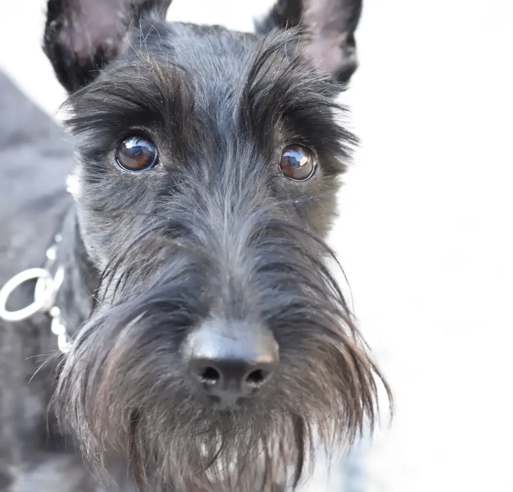 Scottish terrier: foto 2