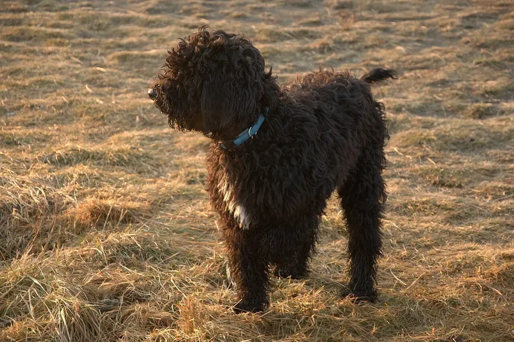 Barbet: foto 2